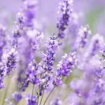 ラベンダー