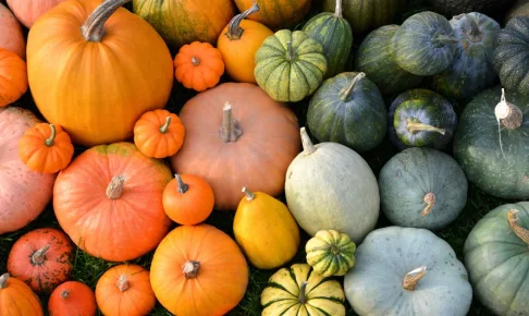 かぼちゃ