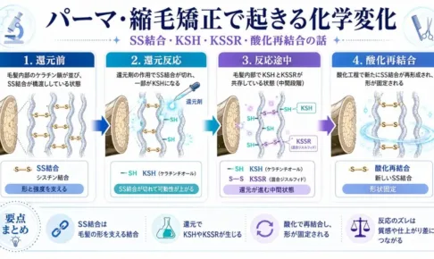 パーマ・縮毛矯正で起きる化学変化。SS結合・KSH・KSSR・酸化再結合の話