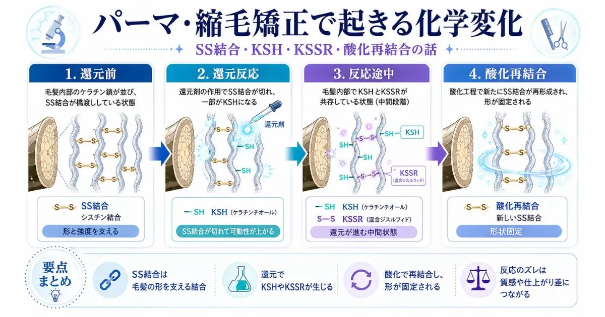 パーマ・縮毛矯正で起きる化学変化。SS結合・KSH・KSSR・酸化再結合の話
