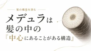 メデュラとは