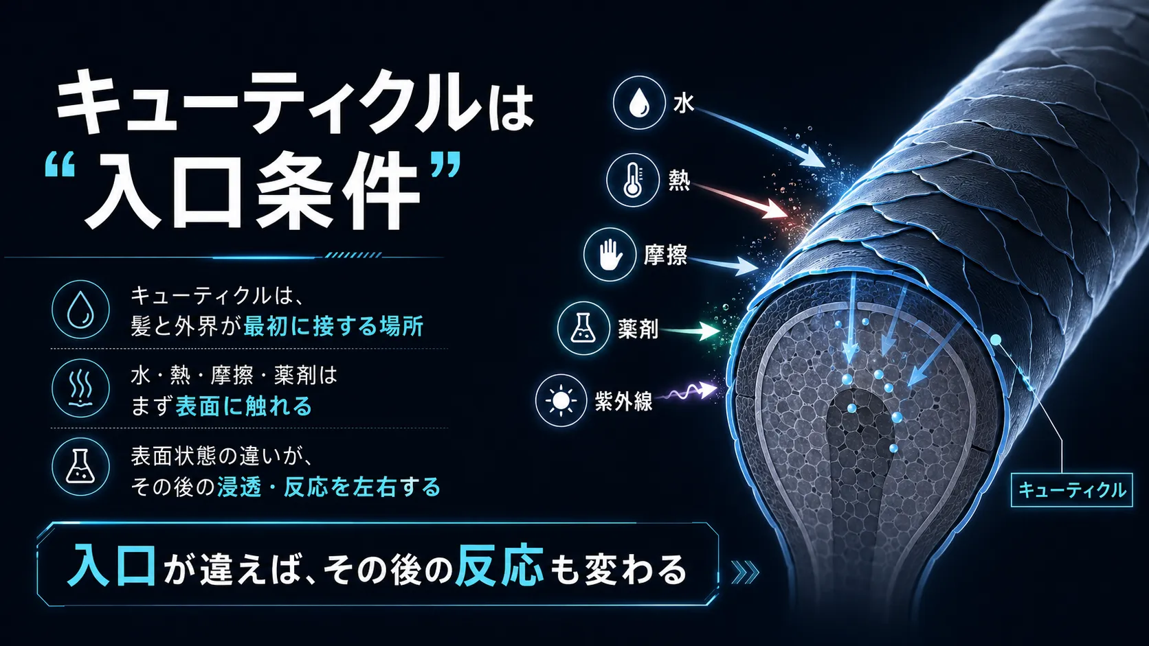 キューティクル